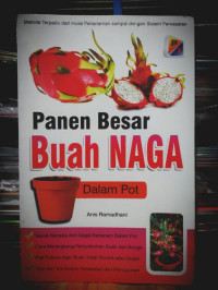 PANEN BESAR BUAH NAGA